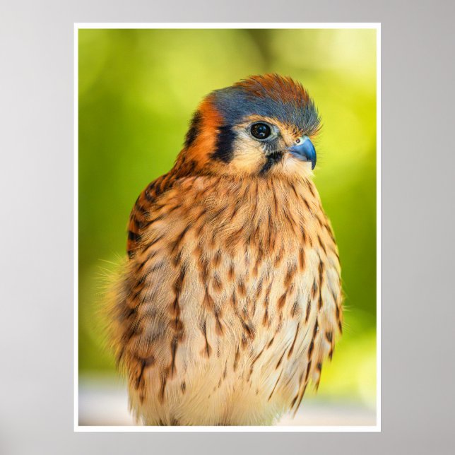 American Kestrel Falcon Portrait Wildlife Print Poster (Framsidan)