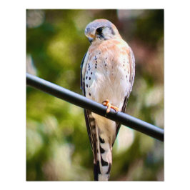 American Kestrel Fototryck