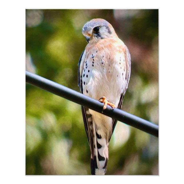 American Kestrel Fototryck (Framsidan)