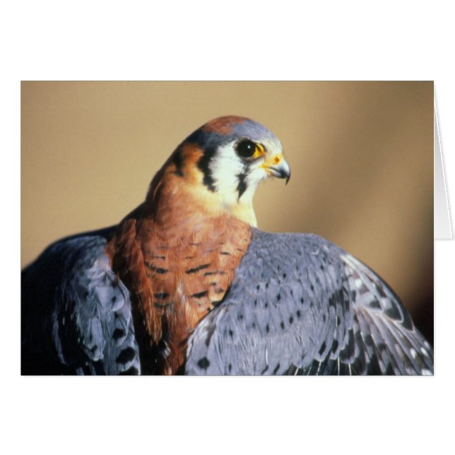American Kestrel Hälsningskort (Framsidan Horizontal)
