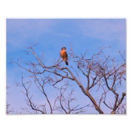 American Kestrel Hawk Fototryck