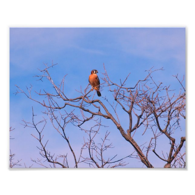 American Kestrel Hawk Fototryck (Framsidan)