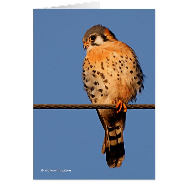 American Kestrel Hawk på en Wire Hälsningskort (Framsidan)