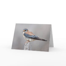 American Kestrel
