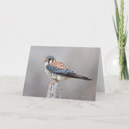American Kestrel Kort
