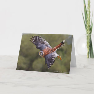 American Kestrel Kort