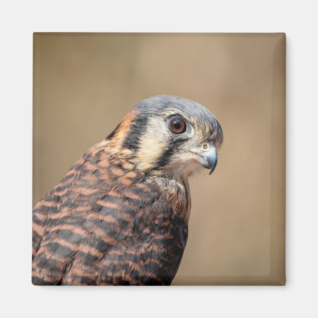 American Kestrel Magnet (Framsidan)