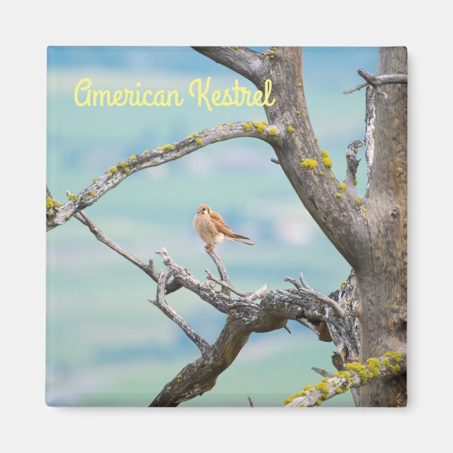 American Kestrel Magnet (Framsidan)