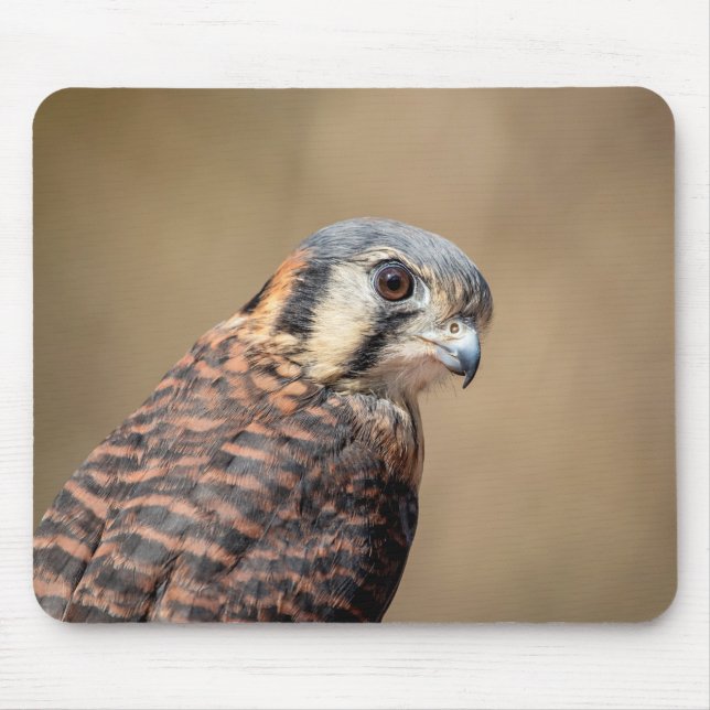 American Kestrel Musmatta (Framsidan)