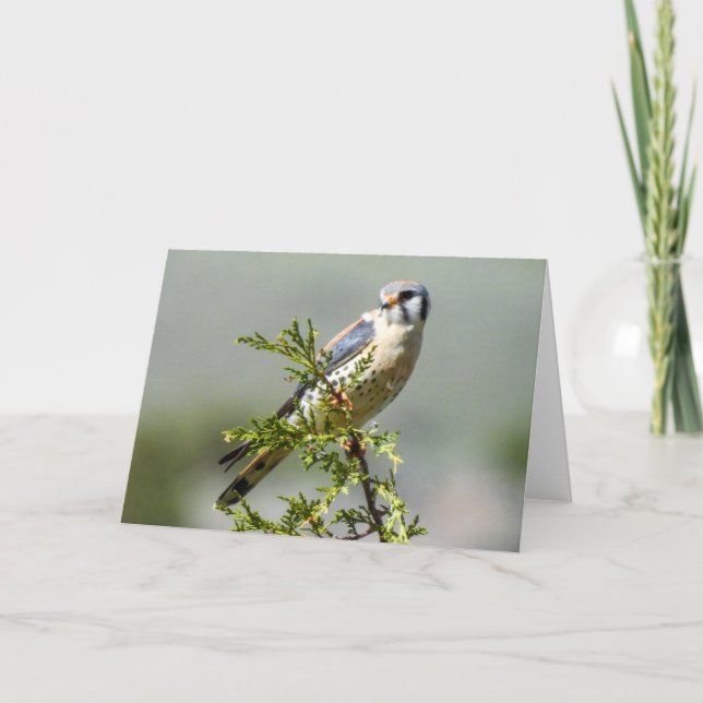 American Kestrel Notecard Kort (Framsida)