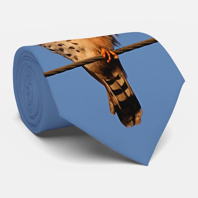 American Kestrel på en Wire Slips (Rullad)