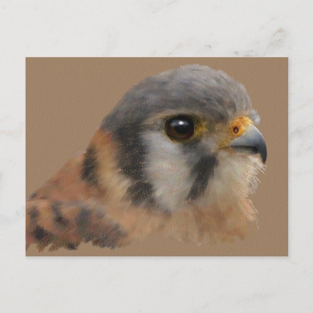 American Kestrel Porträtt Vykort (Framsida)