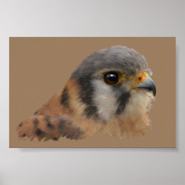American Kestrel Poster (Framsidan)