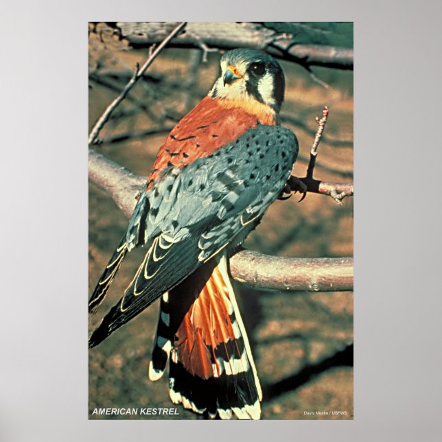 American Kestrel Poster (Framsidan)
