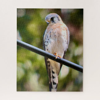 American Kestrel Pussel