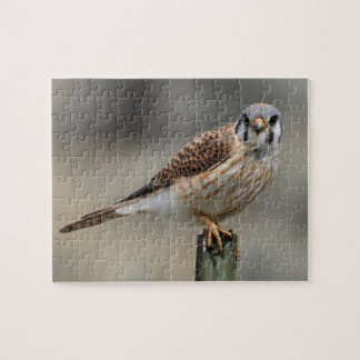 American Kestrel Puzzle Pussel