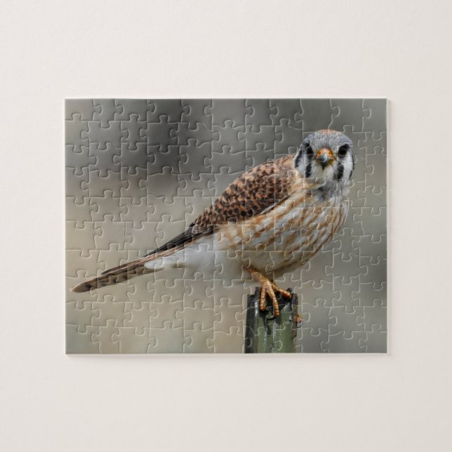 American Kestrel Puzzle Pussel (Horisontell)