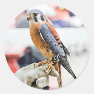 American Kestrel Runt Klistermärke