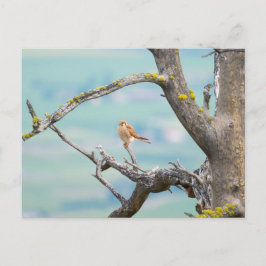 American Kestrel Vykort