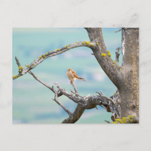 American Kestrel Vykort