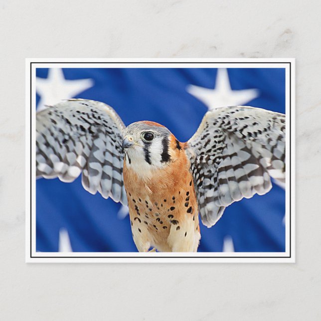 American Kestrel Vykort (Framsida)