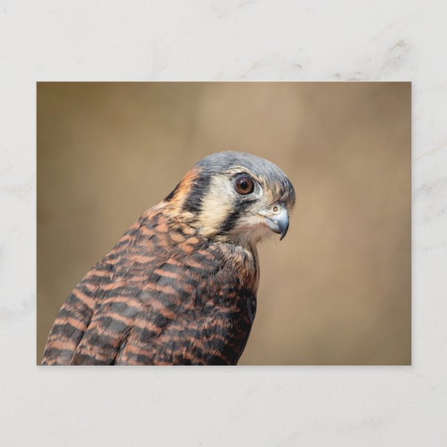 American Kestrel Vykort (Framsida)