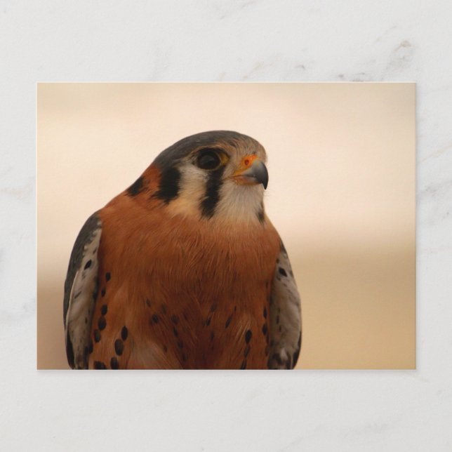 American Kestrel Vykort (Framsida)