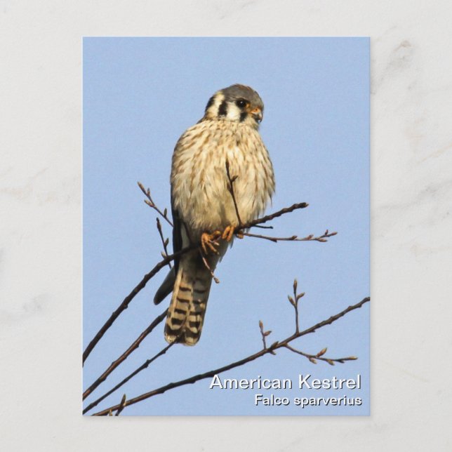 American Kestrel Vykort (Framsida)