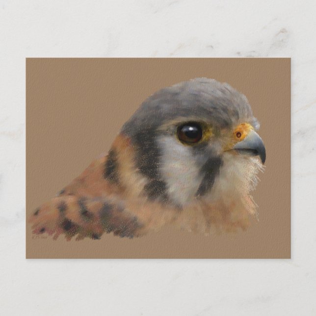 American Kestrel Vykort (Framsida)