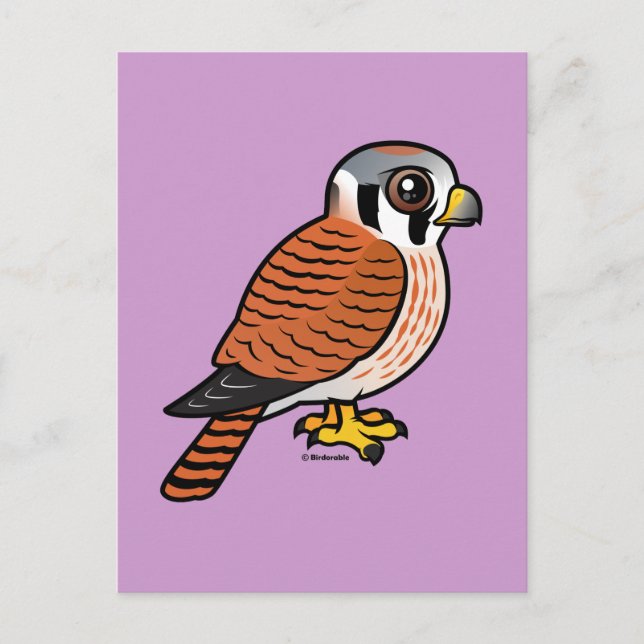American Kestrel Vykort (Framsida)