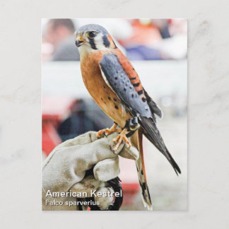 American Kestrel Vykort