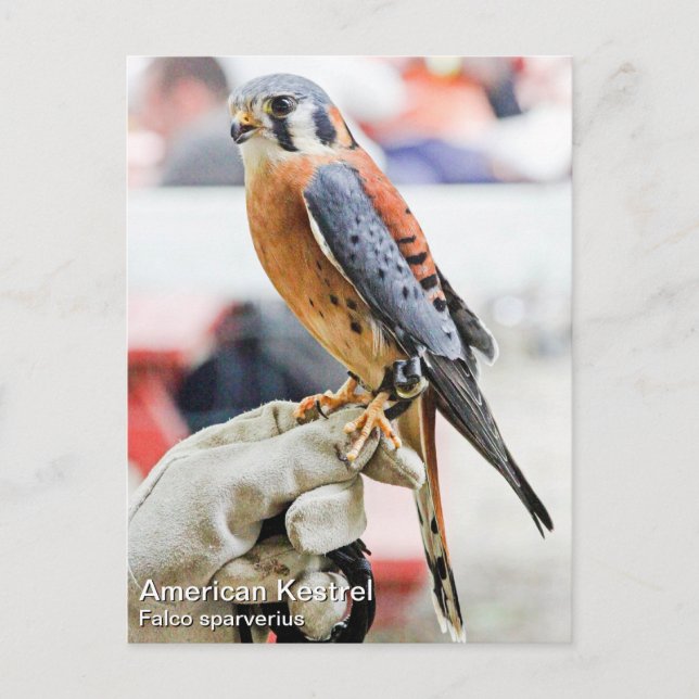 American Kestrel Vykort (Framsida)