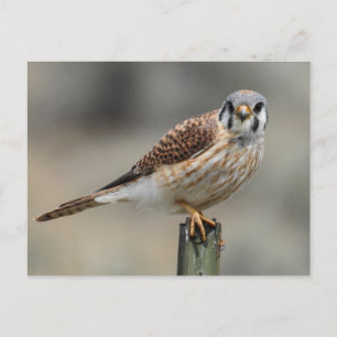 American Kestrel-vykort Vykort