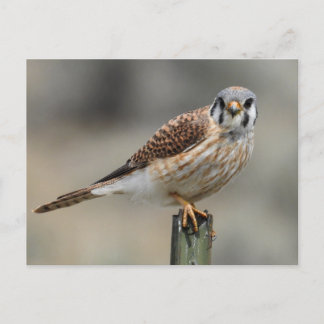 American Kestrel-vykort Vykort