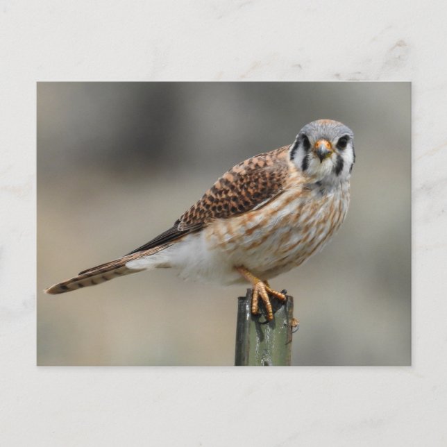 American Kestrel-vykort Vykort (Framsida)