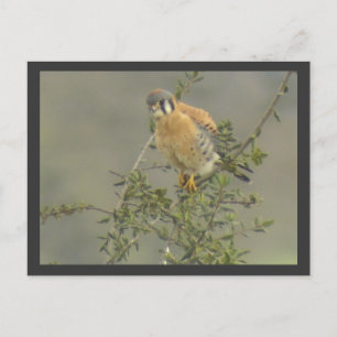 American Kestrel-vykort Vykort