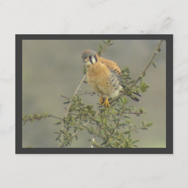 American Kestrel-vykort Vykort (Framsida)