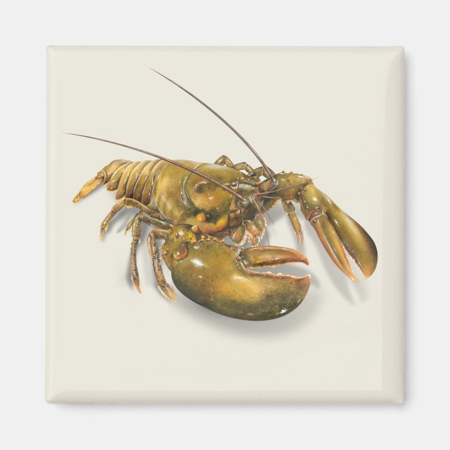 American Lobster Magnet (Framsidan)