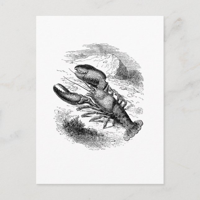 American Lobster Vykort (Framsida)