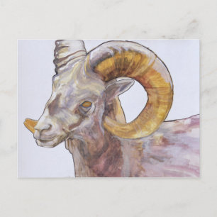 American Long Horn 2004 Vykort