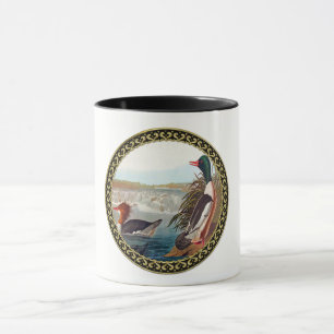 American mallard ankor i en flod som simmar mugg
