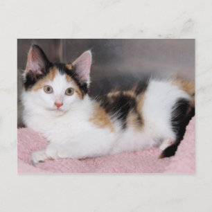 American Mediumhair Calico Kitten Postcards Vykort