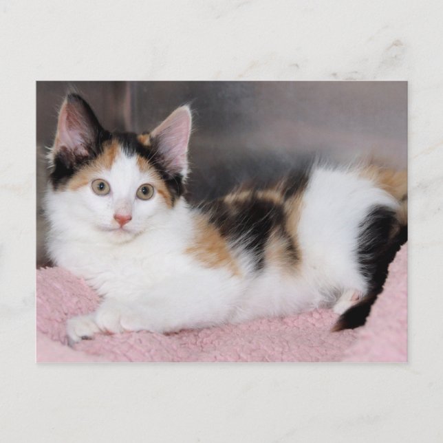 American Mediumhair Calico Kitten Postcards Vykort (Framsida)
