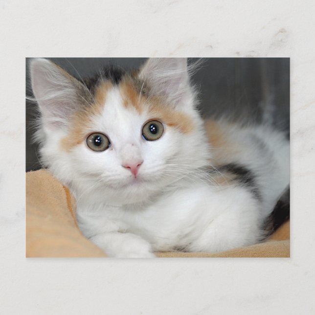 American Mediumhair Calico Kitten Postcards Vykort (Framsida)