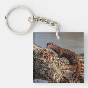 American Mink