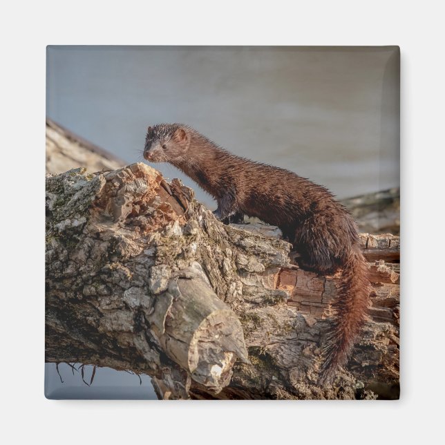 American Mink Magnet (Framsidan)