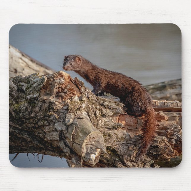 American Mink Musmatta (Framsidan)