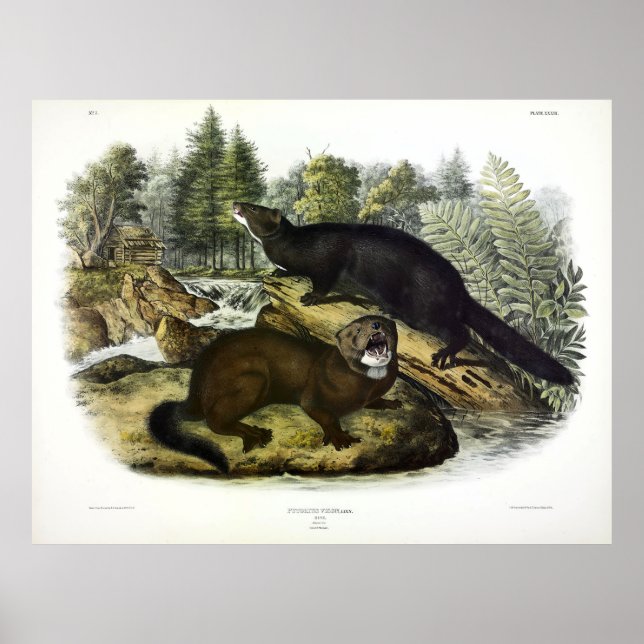 American Mink, Neovison vison by Audubon Poster (Framsidan)