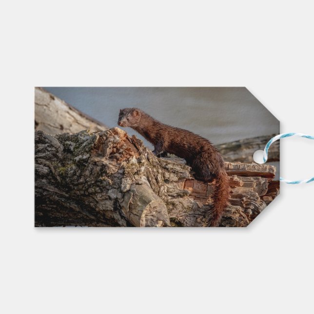 American Mink Presentetikett (Framsidan (Horisontell))