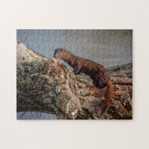 American Mink Pussel